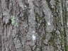 2006-08-Aug-31007