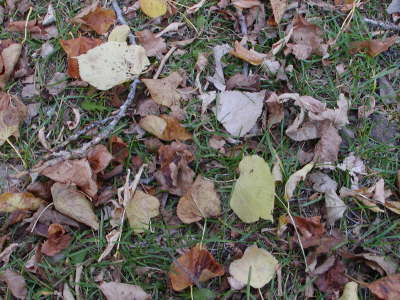 2006-09-Sept-30-069